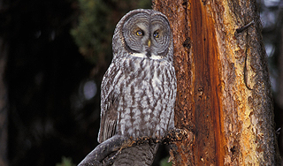 ���������� ���� �������� �����������