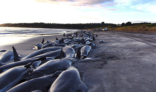 ����� ����� ��������� ����������� �� �����