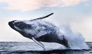 "��������" ��� ������ �� ���������� �����