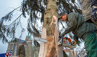 Бельгийцев лишили елки из-за мусульман Бельгийцев лишили елки из-за мусульман