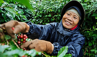 Самый популярный сорт кофе скоро исчезнет Самый популярный сорт кофе скоро исчезнет