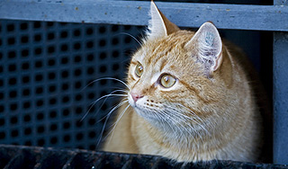 Пропавший кот прошел более 200 километров Пропавший кот прошел более 200 километров