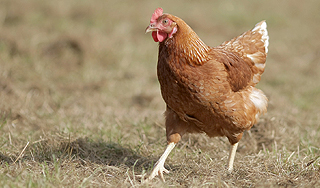 Британскую курицу научили считать Британскую курицу научили считать