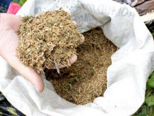 В Брянской области изъяли 137 килограммов наркотиков