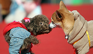 Интим-отель для собак открылся в Бразилии Интим-отель для собак открылся в Бразилии