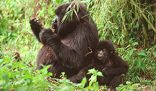 В Африке выросла популяция редких горилл В Африке выросла популяция редких горилл