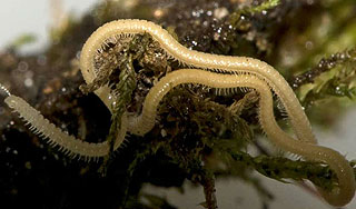 Открыто самое многоногое животное мира Открыто самое многоногое животное мира