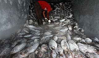 Россия ограничит экспорт рыбы Россия ограничит экспорт рыбы