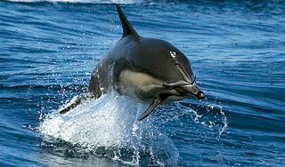 В США ищут убийц дельфинов В США ищут убийц дельфинов