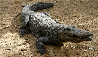 Австралиец устроил скачки на крокодиле Австралиец устроил скачки на крокодиле