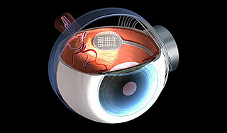 Ученые смогут вернуть зрение слепым Ученые смогут вернуть зрение слепым