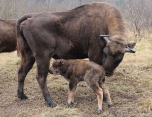 В Брянском заповеднике родился третий зубр bryansky-les.ru