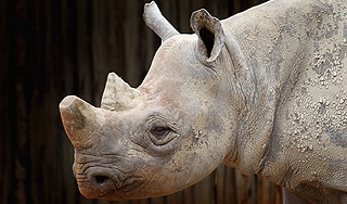 Череп древнего носорога сохранился в лаве Череп древнего носорога сохранился в лаве