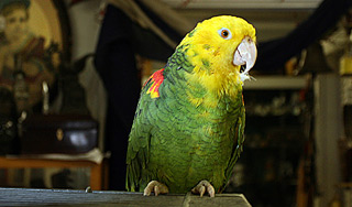 Американец убил попугая вилкой Американец убил попугая вилкой