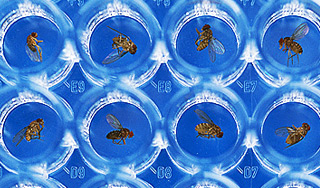 Мухи-алкоголики страдают от похмелья Мухи-алкоголики страдают от похмелья