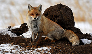 �������� ������� ���� �������� SMS