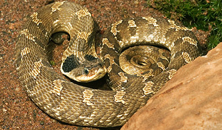 Кобра вынудила экстренно посадить самолет Кобра вынудила экстренно посадить самолет