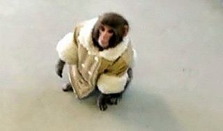 Обезьяна в пальто устроила переполох в IKEA Обезьяна в пальто устроила переполох в IKEA