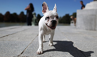 Собака билась за упавшего в обморок хозяина Собака билась за упавшего в обморок хозяина