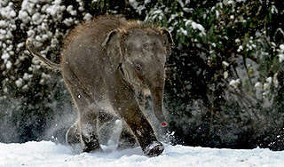 Замерзшие слоны выпили два ящика водки Замерзшие слоны выпили два ящика водки