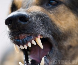 За год в Брянской области зафиксировали 32 случая бешенства