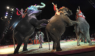 Замерзших слонов лечат мазью Вишневского Замерзших слонов лечат мазью Вишневского