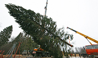 Глава Подмосковья срубил главную ель Глава Подмосковья срубил главную ель