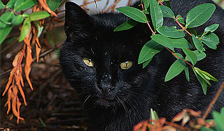 В США кот помогает детям переходить дорогу В США кот помогает детям переходить дорогу