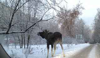 В столице появились голодные лоси (видео) В столице появились голодные лоси (видео)