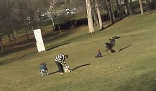 Орел пытался украсть ребенка в парке Орел пытался украсть ребенка в парке