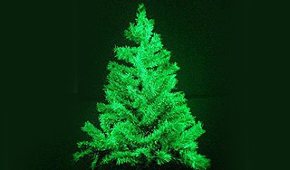 Генетики создадут светящуюся елку Генетики создадут светящуюся елку