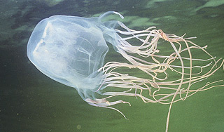 Ученые нашли средство от яда кубомедуз Ученые нашли средство от яда кубомедуз