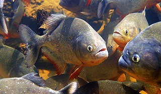 Пираньи лидируют по силе укуса Пираньи лидируют по силе укуса