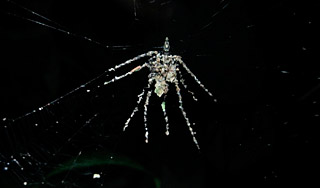 Ученые обнаружили пауков-"кукловодов" Ученые обнаружили пауков-"кукловодов"