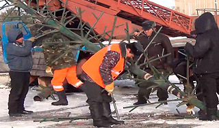 Ветер свалил главную елку Киргизии Ветер свалил главную елку Киргизии