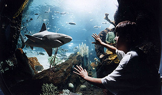 В Шанхае аквариум с акулами рухнул на людей В Шанхае аквариум с акулами рухнул на людей