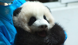 Панда с мячом удивила посетителей зоопарка Панда с мячом удивила посетителей зоопарка