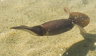 Кальмары совершили массовый суицид Кальмары совершили массовый суицид