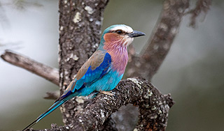 Птицы реагируют на песни как люди Птицы реагируют на песни как люди