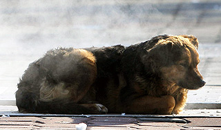 Брошенный пес пять лет ждет хозяина Брошенный пес пять лет ждет хозяина