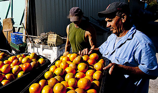 Грузия отправила мандарины в Россию Грузия отправила мандарины в Россию