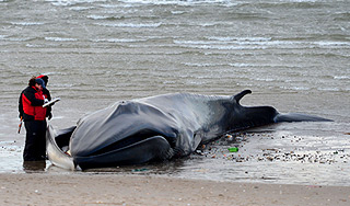 В США истощенный кит погиб на берегу В США истощенный кит погиб на берегу