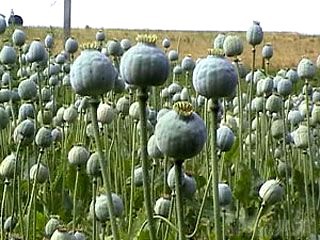 Любителю мака зачитали приговор