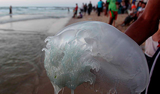 Крым оккупировали миллионы медуз Крым оккупировали миллионы медуз