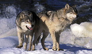 Якуты отбиваются от нашествия волков Якуты отбиваются от нашествия волков