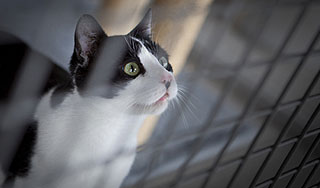 Кот пытался пронести в тюрьму напильник Кот пытался пронести в тюрьму напильник