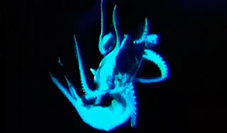 Ученым удалось заснять морского монстра Ученым удалось заснять морского монстра