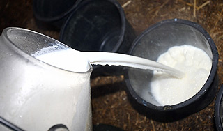 Найдено необычное свойство молока Найдено необычное свойство молока