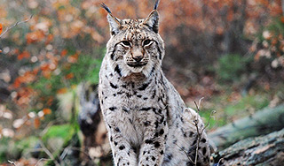 Попавшая в капкан рысь отбивалась от помощи Попавшая в капкан рысь отбивалась от помощи