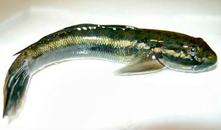 Гавайские рыбы освоили скалолазание Гавайские рыбы освоили скалолазание